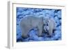 Polar Bear with Cub-Darrell Gulin-Framed Photographic Print