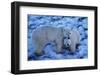 Polar Bear with Cub-Darrell Gulin-Framed Photographic Print