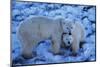 Polar Bear with Cub-Darrell Gulin-Mounted Photographic Print