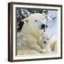 Polar Bear with Cub-null-Framed Photographic Print