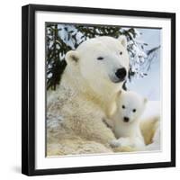 Polar Bear with Cub-null-Framed Photographic Print