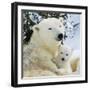 Polar Bear with Cub-null-Framed Photographic Print