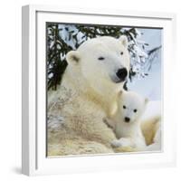 Polar Bear with Cub-null-Framed Photographic Print