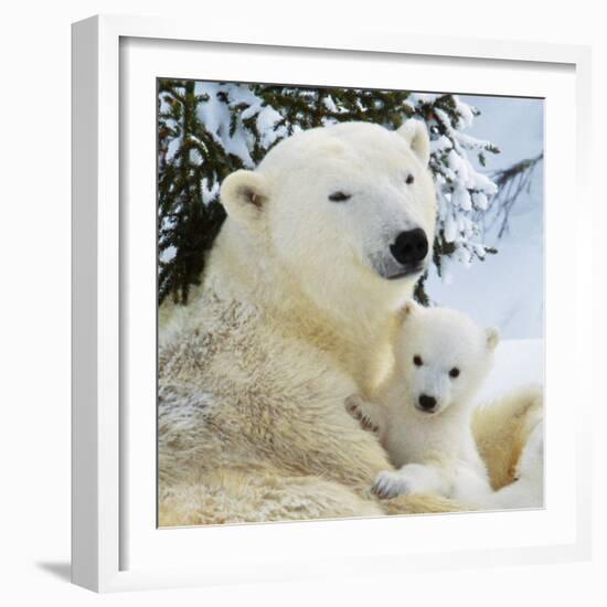 Polar Bear with Cub-null-Framed Photographic Print