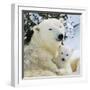 Polar Bear with Cub-null-Framed Photographic Print