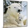 Polar Bear with Cub-null-Mounted Photographic Print