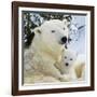 Polar Bear with Cub-null-Framed Photographic Print