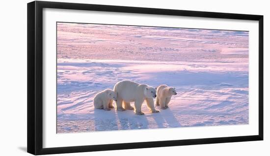 Polar Bear with Cubs in Canadian Arctic-outdoorsman-Framed Photographic Print