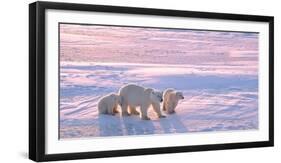 Polar Bear with Cubs in Canadian Arctic-outdoorsman-Framed Photographic Print