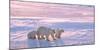 Polar Bear with Cubs in Canadian Arctic-outdoorsman-Mounted Photographic Print