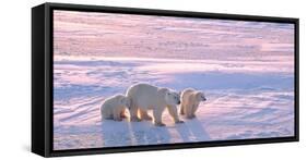 Polar Bear with Cubs in Canadian Arctic-outdoorsman-Framed Stretched Canvas