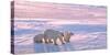 Polar Bear with Cubs in Canadian Arctic-outdoorsman-Stretched Canvas