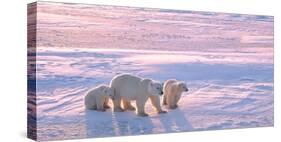 Polar Bear with Cubs in Canadian Arctic-outdoorsman-Stretched Canvas
