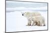 Polar bear with cubs standing in snow, Churchill, Canada-Danny Green-Mounted Photographic Print