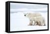 Polar bear with cubs standing in snow, Churchill, Canada-Danny Green-Framed Stretched Canvas
