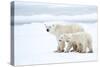 Polar bear with cubs standing in snow, Churchill, Canada-Danny Green-Stretched Canvas