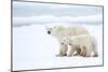 Polar bear with cubs standing in snow, Churchill, Canada-Danny Green-Mounted Photographic Print