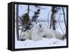 Polar Bear with Cubs, (Ursus Maritimus), Churchill, Manitoba, Canada-Thorsten Milse-Framed Stretched Canvas