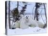 Polar Bear with Cubs, (Ursus Maritimus), Churchill, Manitoba, Canada-Thorsten Milse-Stretched Canvas