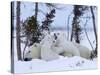 Polar Bear with Cubs, (Ursus Maritimus), Churchill, Manitoba, Canada-Thorsten Milse-Stretched Canvas