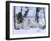 Polar Bear with Cubs, (Ursus Maritimus), Churchill, Manitoba, Canada-Thorsten Milse-Framed Photographic Print