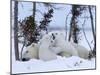 Polar Bear with Cubs, (Ursus Maritimus), Churchill, Manitoba, Canada-Thorsten Milse-Mounted Photographic Print