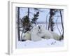 Polar Bear with Cubs, (Ursus Maritimus), Churchill, Manitoba, Canada-Thorsten Milse-Framed Photographic Print