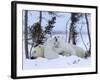 Polar Bear with Cubs, (Ursus Maritimus), Churchill, Manitoba, Canada-Thorsten Milse-Framed Photographic Print