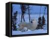 Polar Bear with Cubs, (Ursus Maritimus), Churchill, Manitoba, Canada-Thorsten Milse-Framed Stretched Canvas