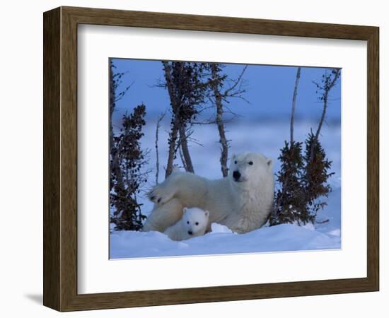 Polar Bear with Cubs, (Ursus Maritimus), Churchill, Manitoba, Canada-Thorsten Milse-Framed Photographic Print