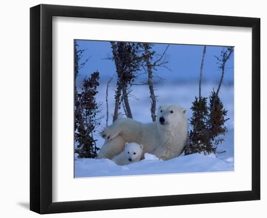 Polar Bear with Cubs, (Ursus Maritimus), Churchill, Manitoba, Canada-Thorsten Milse-Framed Photographic Print