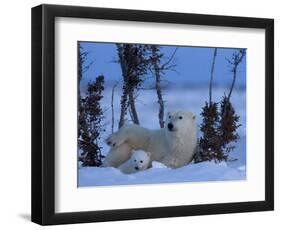 Polar Bear with Cubs, (Ursus Maritimus), Churchill, Manitoba, Canada-Thorsten Milse-Framed Photographic Print