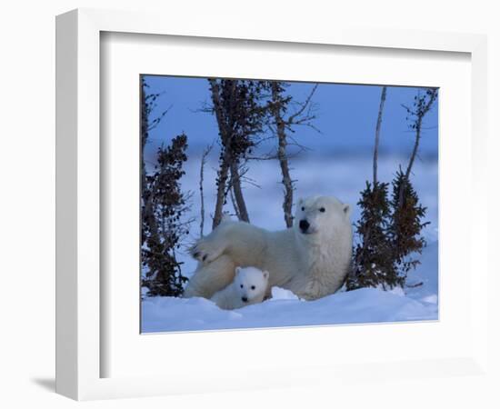 Polar Bear with Cubs, (Ursus Maritimus), Churchill, Manitoba, Canada-Thorsten Milse-Framed Photographic Print