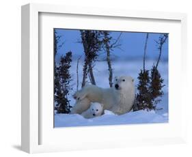 Polar Bear with Cubs, (Ursus Maritimus), Churchill, Manitoba, Canada-Thorsten Milse-Framed Photographic Print