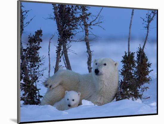 Polar Bear with Cubs, (Ursus Maritimus), Churchill, Manitoba, Canada-Thorsten Milse-Mounted Photographic Print