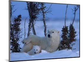 Polar Bear with Cubs, (Ursus Maritimus), Churchill, Manitoba, Canada-Thorsten Milse-Mounted Photographic Print