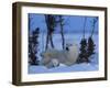 Polar Bear with Cubs, (Ursus Maritimus), Churchill, Manitoba, Canada-Thorsten Milse-Framed Photographic Print