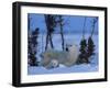 Polar Bear with Cubs, (Ursus Maritimus), Churchill, Manitoba, Canada-Thorsten Milse-Framed Photographic Print