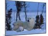 Polar Bear with Cubs, (Ursus Maritimus), Churchill, Manitoba, Canada-Thorsten Milse-Mounted Photographic Print