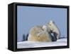 Polar Bear with Cubs, (Ursus Maritimus), Churchill, Manitoba, Canada-Thorsten Milse-Framed Stretched Canvas