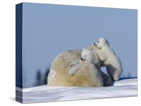 Polar Bear with Cubs, (Ursus Maritimus), Churchill, Manitoba, Canada-Thorsten Milse-Stretched Canvas