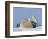 Polar Bear with Cubs, (Ursus Maritimus), Churchill, Manitoba, Canada-Thorsten Milse-Framed Photographic Print