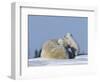 Polar Bear with Cubs, (Ursus Maritimus), Churchill, Manitoba, Canada-Thorsten Milse-Framed Photographic Print