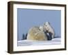 Polar Bear with Cubs, (Ursus Maritimus), Churchill, Manitoba, Canada-Thorsten Milse-Framed Photographic Print