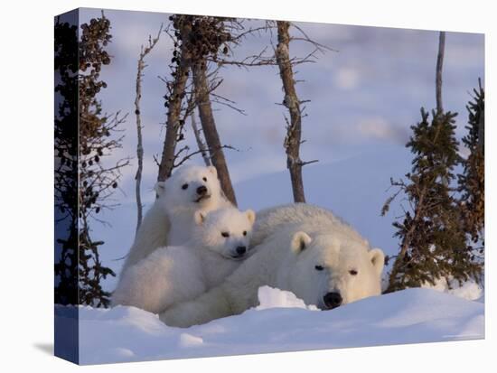Polar Bear with Cubs, (Ursus Maritimus), Churchill, Manitoba, Canada-Thorsten Milse-Stretched Canvas
