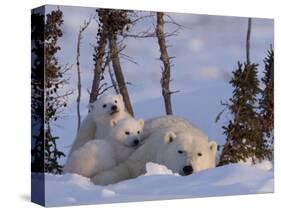 Polar Bear with Cubs, (Ursus Maritimus), Churchill, Manitoba, Canada-Thorsten Milse-Stretched Canvas