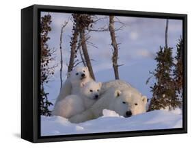Polar Bear with Cubs, (Ursus Maritimus), Churchill, Manitoba, Canada-Thorsten Milse-Framed Stretched Canvas