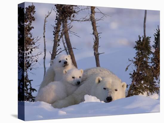 Polar Bear with Cubs, (Ursus Maritimus), Churchill, Manitoba, Canada-Thorsten Milse-Stretched Canvas