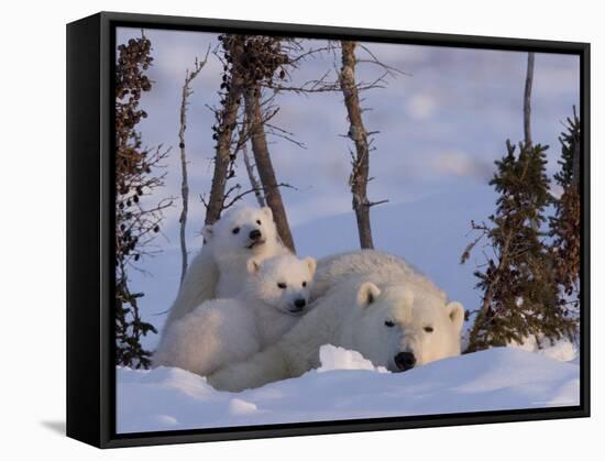 Polar Bear with Cubs, (Ursus Maritimus), Churchill, Manitoba, Canada-Thorsten Milse-Framed Stretched Canvas