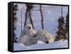 Polar Bear with Cubs, (Ursus Maritimus), Churchill, Manitoba, Canada-Thorsten Milse-Framed Stretched Canvas